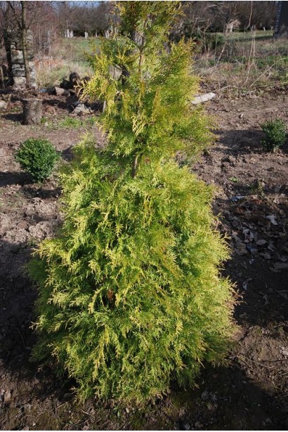 Туя західна Ауресценс