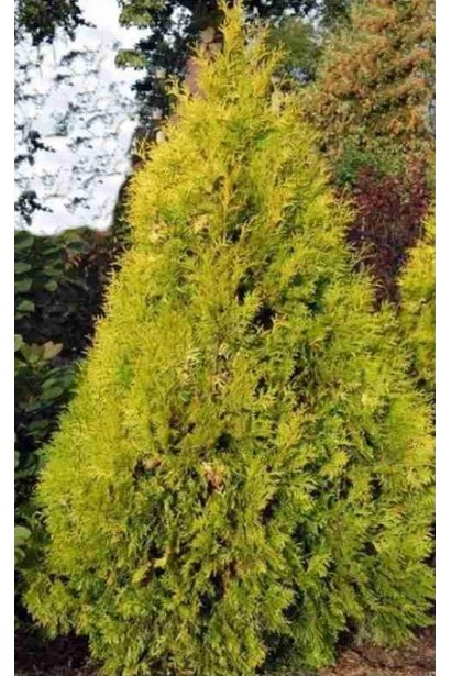 Хвоя туї Єуроп Голд змінює відтінок на сонці.