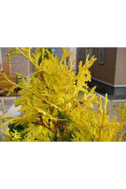 Золотиста хвоя туї Єуроп Голд