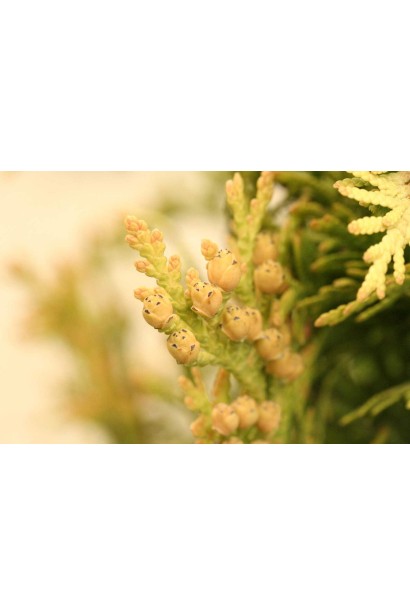 Яскрава хвоя туї Єуроп Голд