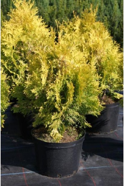 Туя Єуроп Голд із золотистим відтінком хвої.