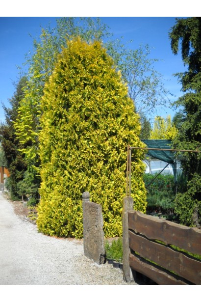 Гармонійний ландшафт із туєю Єуроп Голд.