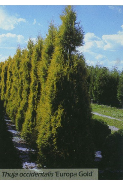 Туя західна Єуроп Голд