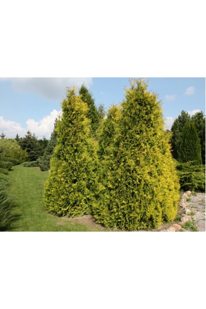 Туя Єуроп Голд – золотий елемент в озелененні.