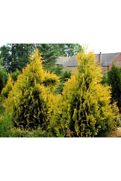 Вічнозелена туя Єуроп Голд у декоративному оформленні.