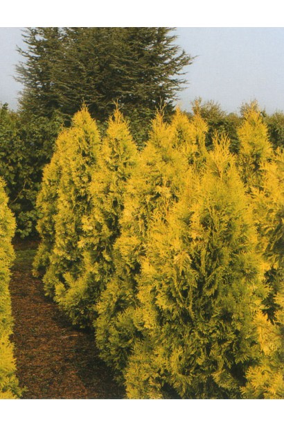 Декоративна туя Єуроп Голд з яскравою хвоєю.