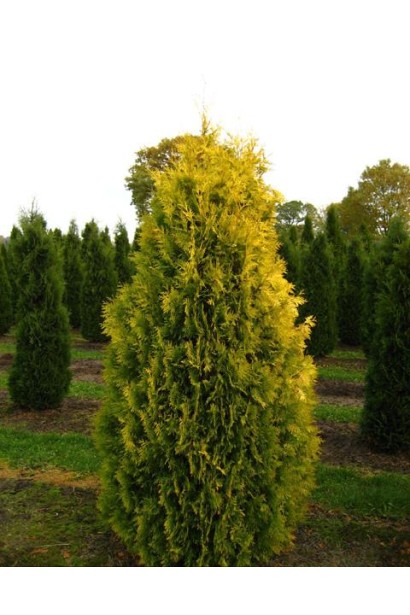 Компактна туя Єуроп Голд для ландшафту.