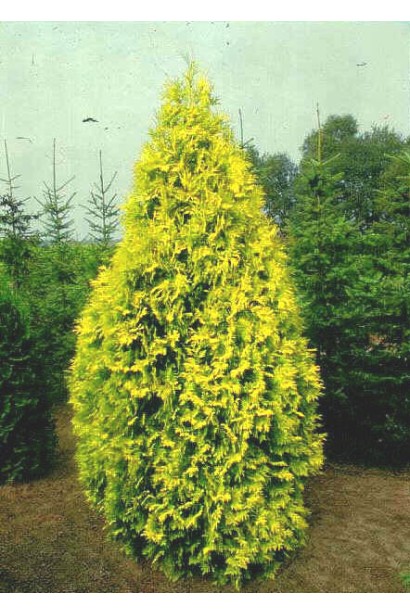 Вертикальна форма туї Єуроп Голд у дизайні.