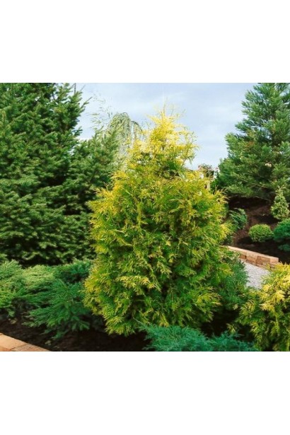 Сонячний акцент у саду – туя Єуроп Голд.