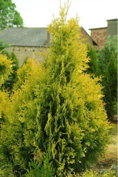 Туя Єуроп Голд із густою щільною кроною.