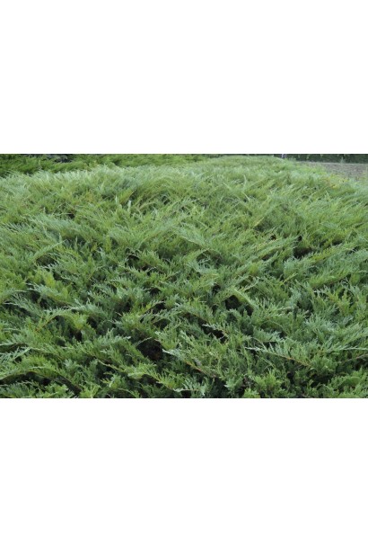 Зелений сланкий килим з ялівцю козацького Glauca