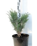 Можжевельник казацкий Глаука | Ялівець козацький Глаука | Juniperus sabina Glauca