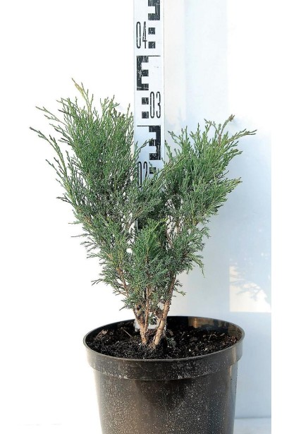 Ялівець козацький Глаука саджанець 30-35 см