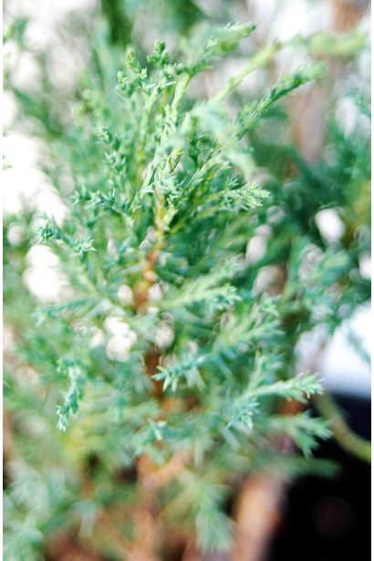 Ялівець козацький Глаука луската блакитно-зелена хвоя