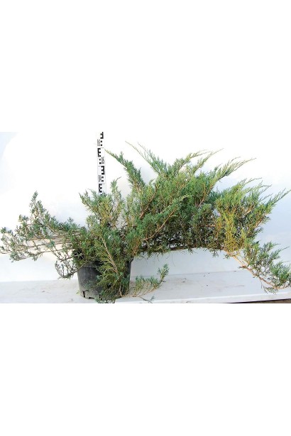 Ялівець козацький Глаука контейнер 5 л, висота 50-60 см