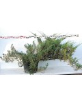 Можжевельник казацкий Глаука | Ялівець козацький Глаука | Juniperus sabina Glauca