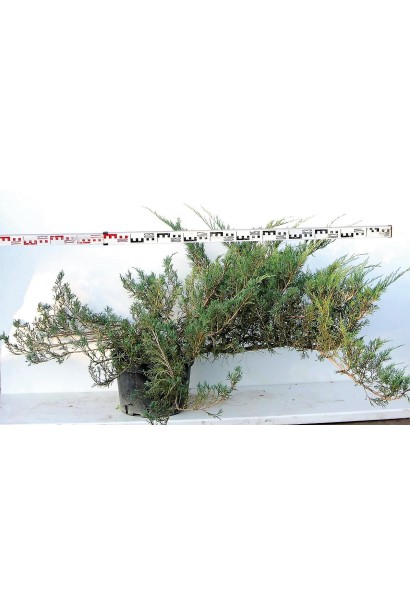 Ялівець козацький Глаука контейнер 5 л, діаметр 120-140 см