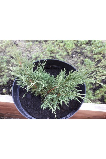 Ялівець козацький Глаука саджанець в горщику 3 л