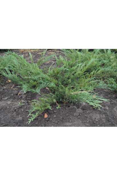 Ялівець сланкий Глаука