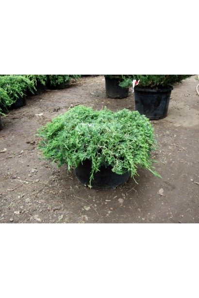 Juniperus sabina Glauca