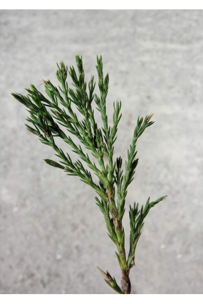 Ялівець козачий Glauca - структура хвої