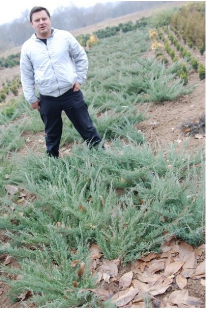 Ялівець козацький Глаука в розсаднику