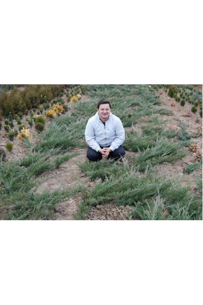 Ялівець козацький Глаука на полі в розсаднику