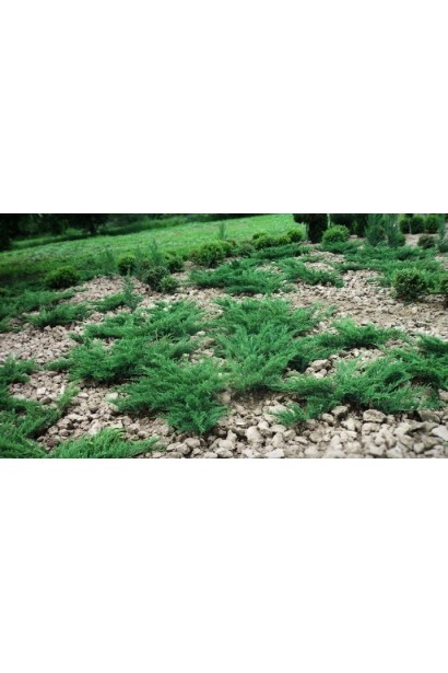 Ялівець козацький Глаука в ландшафті