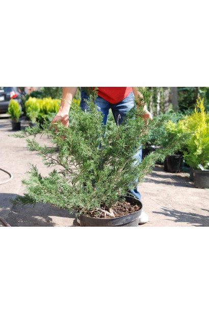 Ялівець козацький Глаука саджанець в садовому центрі