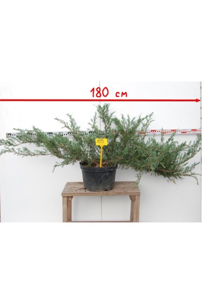 Ялівець козацький Glauca з діаметром крони 160-180 см