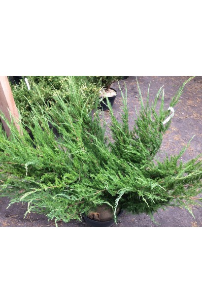 Ялівець козацький Глаука