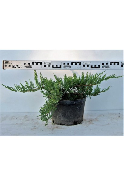 Можжевельник Тамарисцифолия саженец С3 диаметр 50-60 см