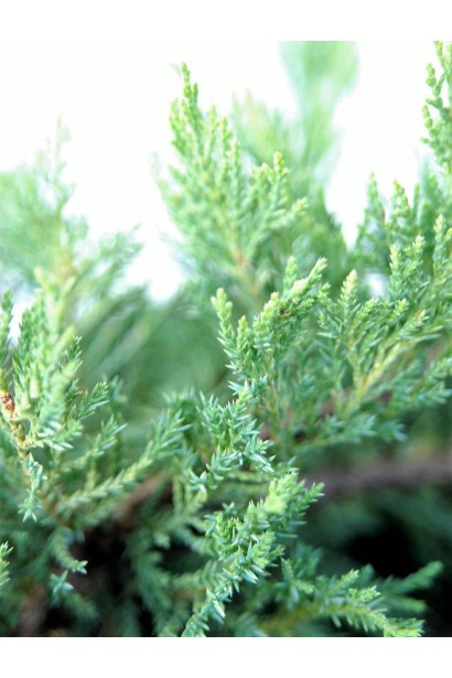 Структура и цвет хвои Можжевельник Тамарисцифолия