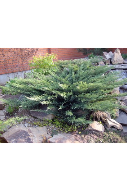 Можжевельник казацкий Тамарисцифолия - карликовый куст с раскидистой кроной