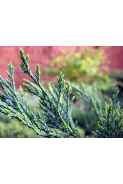 Можжевельник Тамарисцифолия серо-зеленая мелкая хвоя