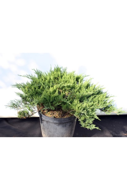 Можжевельник казацкий Тамарисцифолия