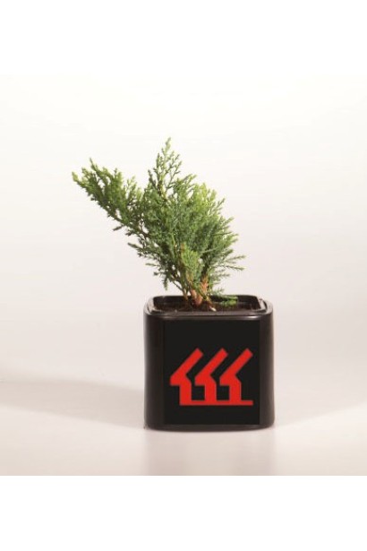 Можжевельник казацкий Тамарисцифолия саженец Р9