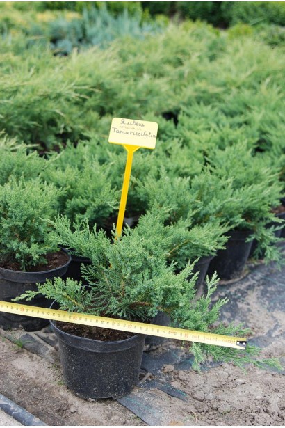 Можжевельник Тамарисцифолия - саженцы в садовом центре