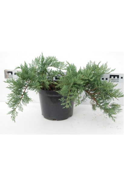 Можжевельник казацкий Тамарисцифолия контейнер 5 л, диаметр 60-70 см