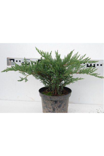 Можжевельник казацкий Тамарисцифолия в горшке 5 л