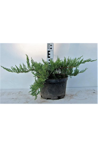 Можжевельник Тамарисцифолия саженец С3 высота 10-15 см