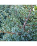 Можжевельник китайский Блю Альпс / Блу Альпс | Ялівець китайський Блю Альпс / Блу Альпс | Juniperus chinensis Blue Alps