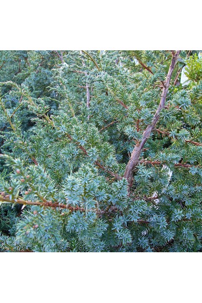 Ялівець китайський Блю Альпс - сріблясто-блакитна хвоя