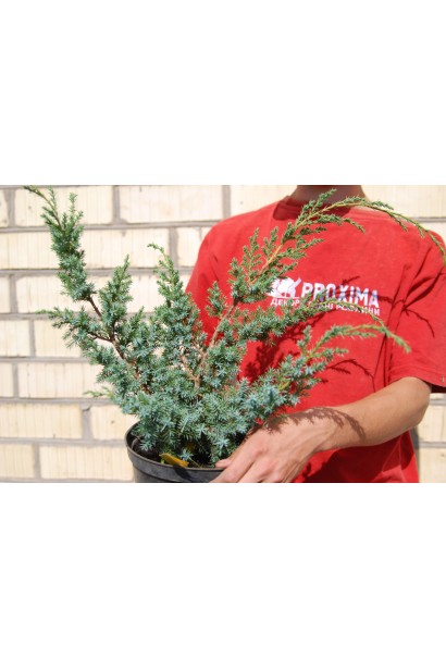 Ялівець китайський Блю Альпс саджанець в контейнері 3 л