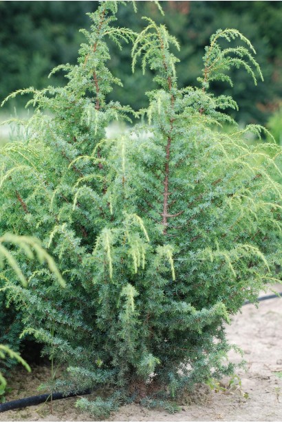 Ялівець китайський Блю Альпс - хвойний кущ зі звисаючими пагонами