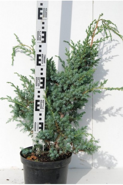 Ялівець Blue Alps - горщик 3 л