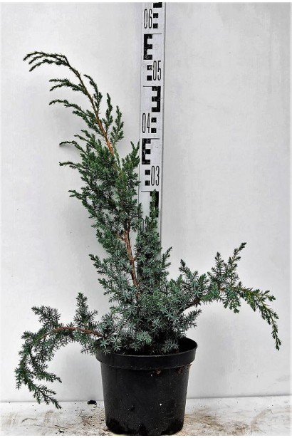 Ялівець Блю Альпс - контейнер 3 л, висота 40-60 см