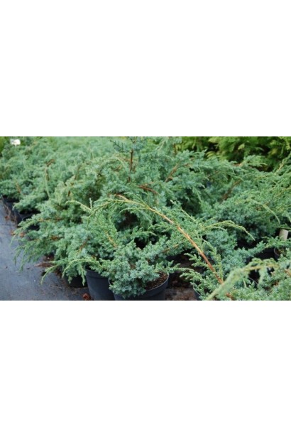 Juniperus chinensis Blue Alps