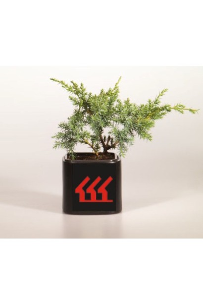 Ялівець китайський Блю Альпс контейнер Р9