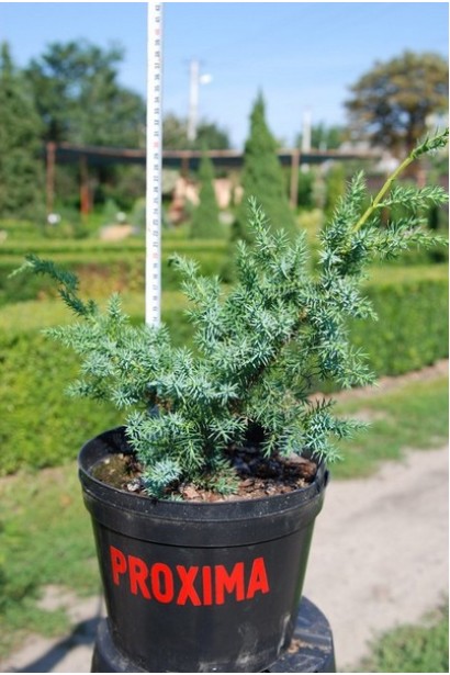 Ялівець китайський Blue Alps